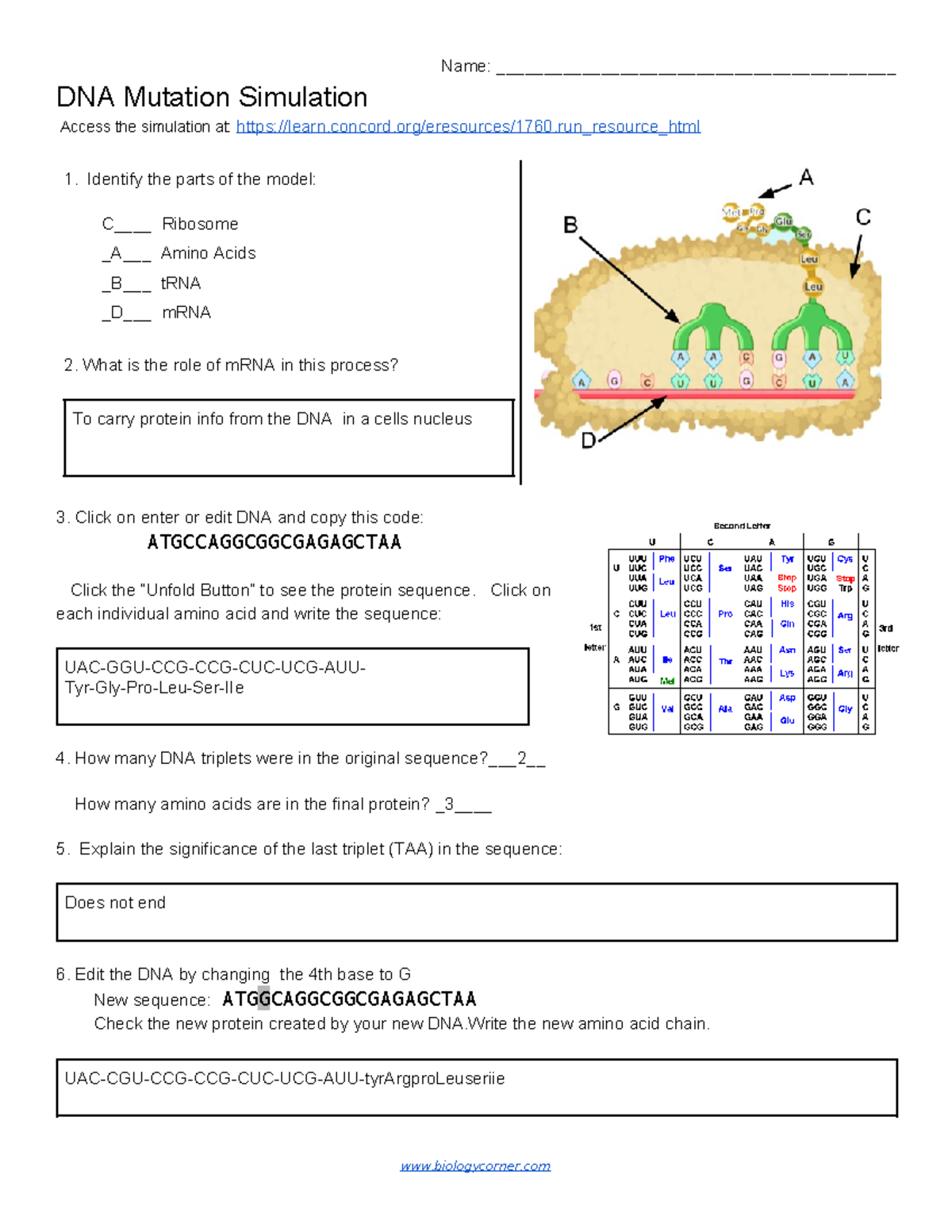 DNA Mutation Simulation Worksheet Bio 101 Activities Studocu
