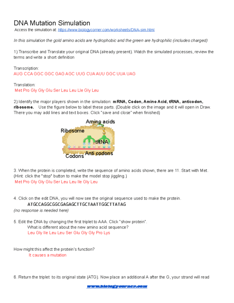 DNA Mutation Simulation Worksheet BIO101 Studocu