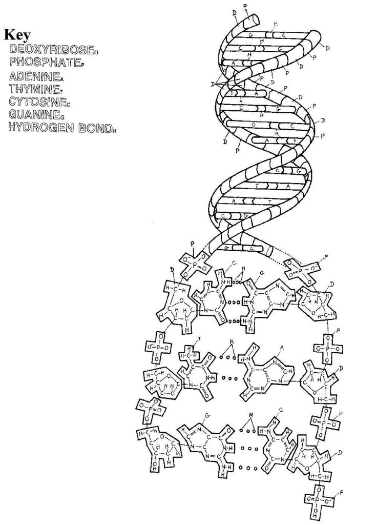 Dna Replication Coloring Worksheet Dna Coloring Pages Dna Coloring Worksheet For Education