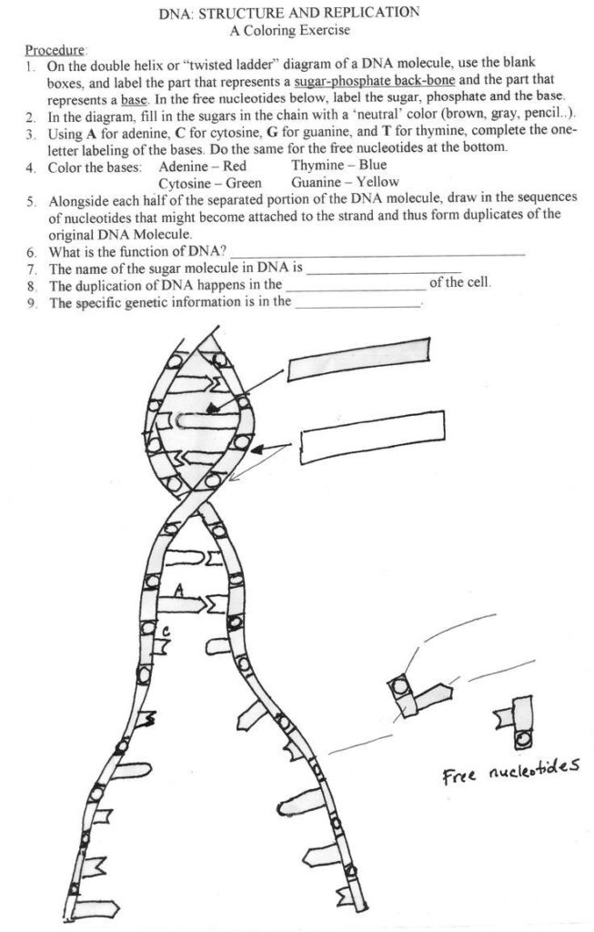 Dna Replication Coloring Worksheet Worksheet For Education