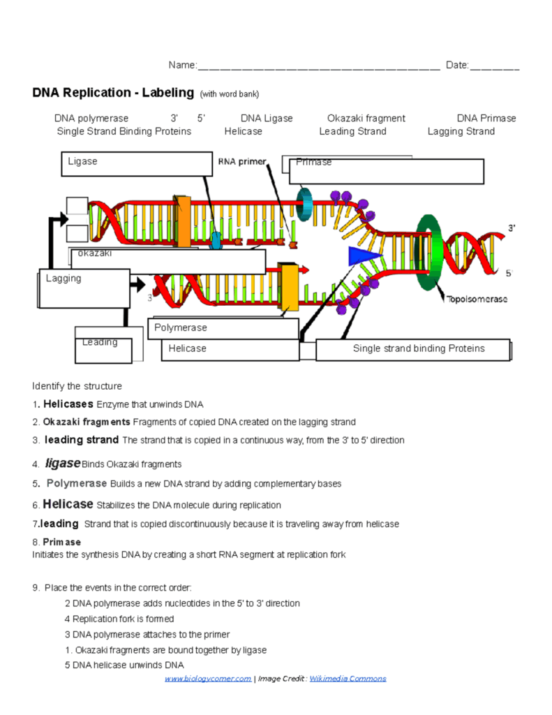 DNA Replication Labeling Exercise With Key Terms And Functions Studocu