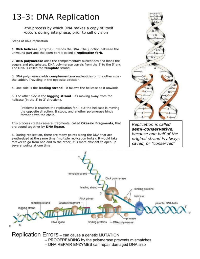 DNA Replication Steps Enzymes And Error Repair