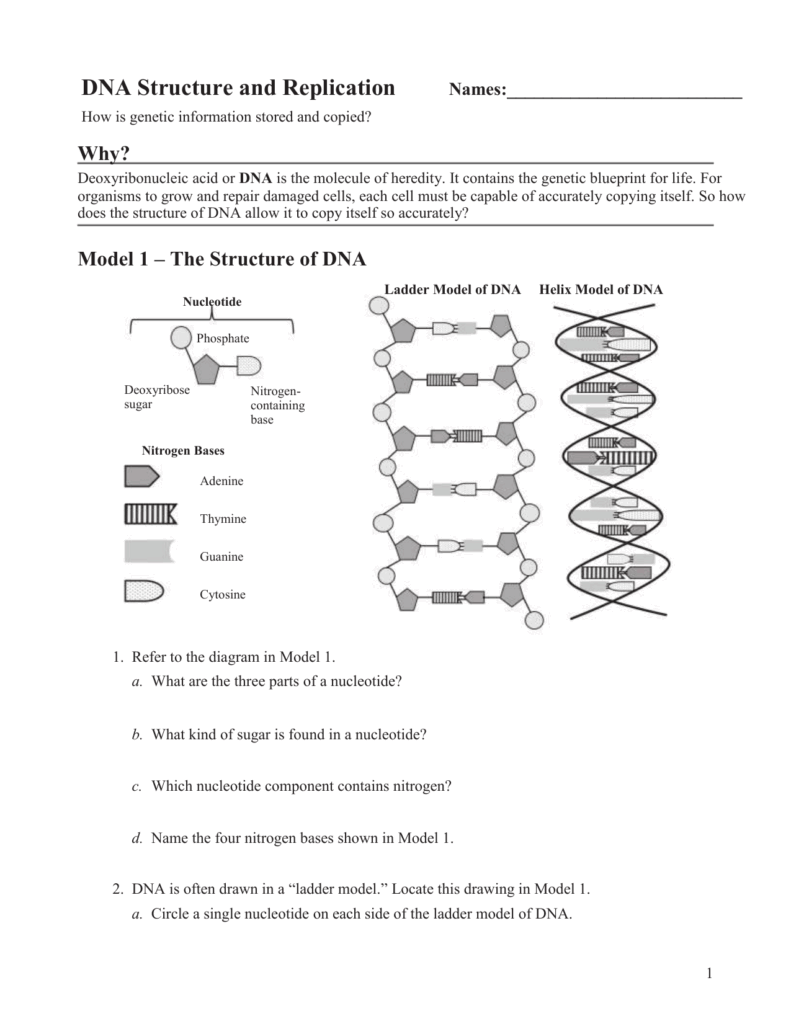 DNA Structure And Replication Worksheet