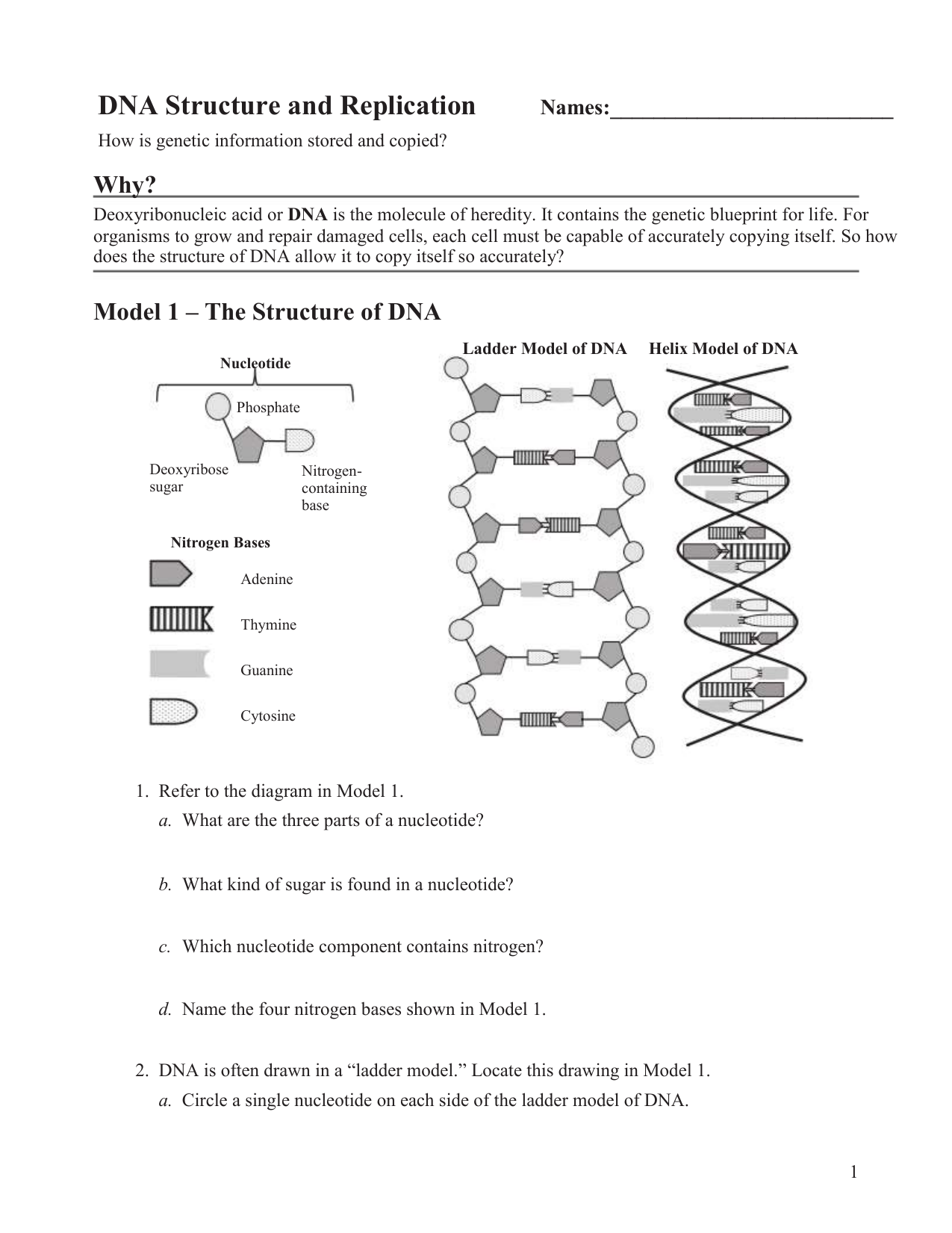 DNA Structure And Replication Worksheet