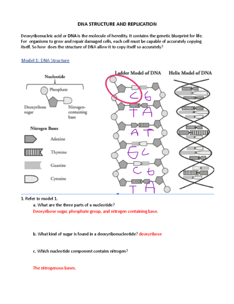 DNA Structure Replication Worksheet Model 1 2 Activities Studocu
