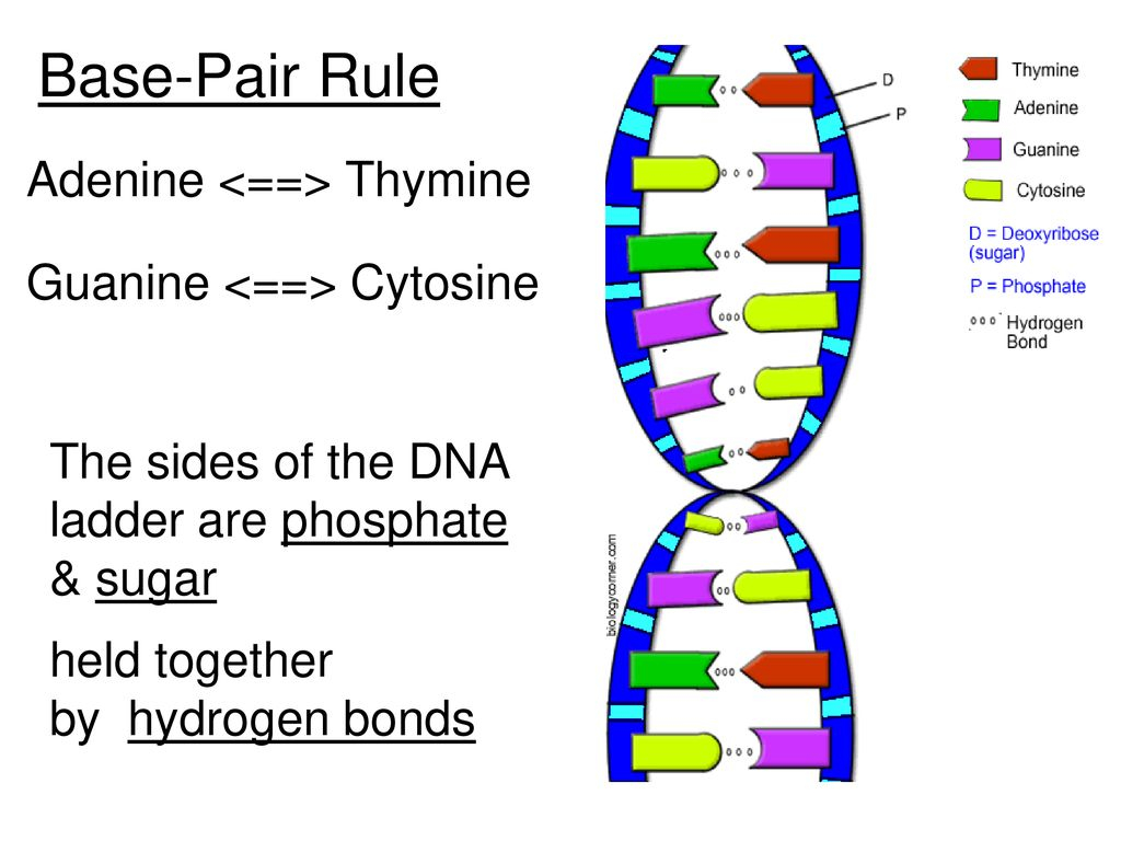 Dna The Double Helix Worksheet Color 20120124 112219 5 pdf Worksheets Library