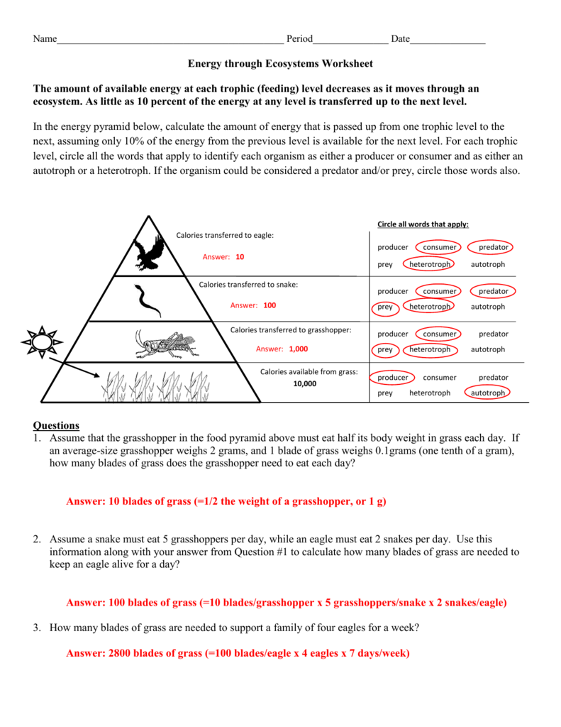 Ecosystem Energy Transfer Worksheet Trophic Levels