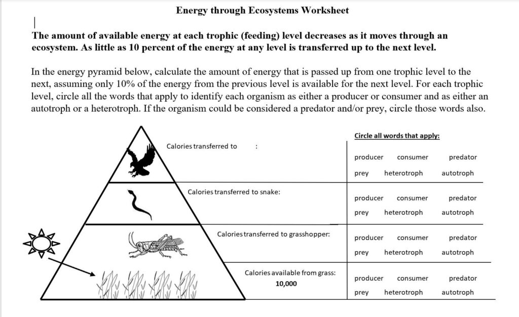 Energy Through Ecosystems Worksheet pdf Name Period Date Energy Worksheets Library Energy Through Ecosystems Worksheet pdf Name Period Date Energy Worksheets Library