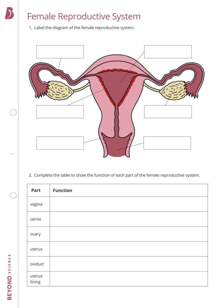 Female Reproductive System Worksheet pdf
