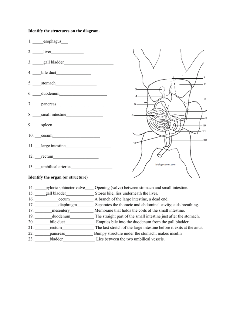 Fetal Pig Anatomy Worksheet Identify Structures Functions