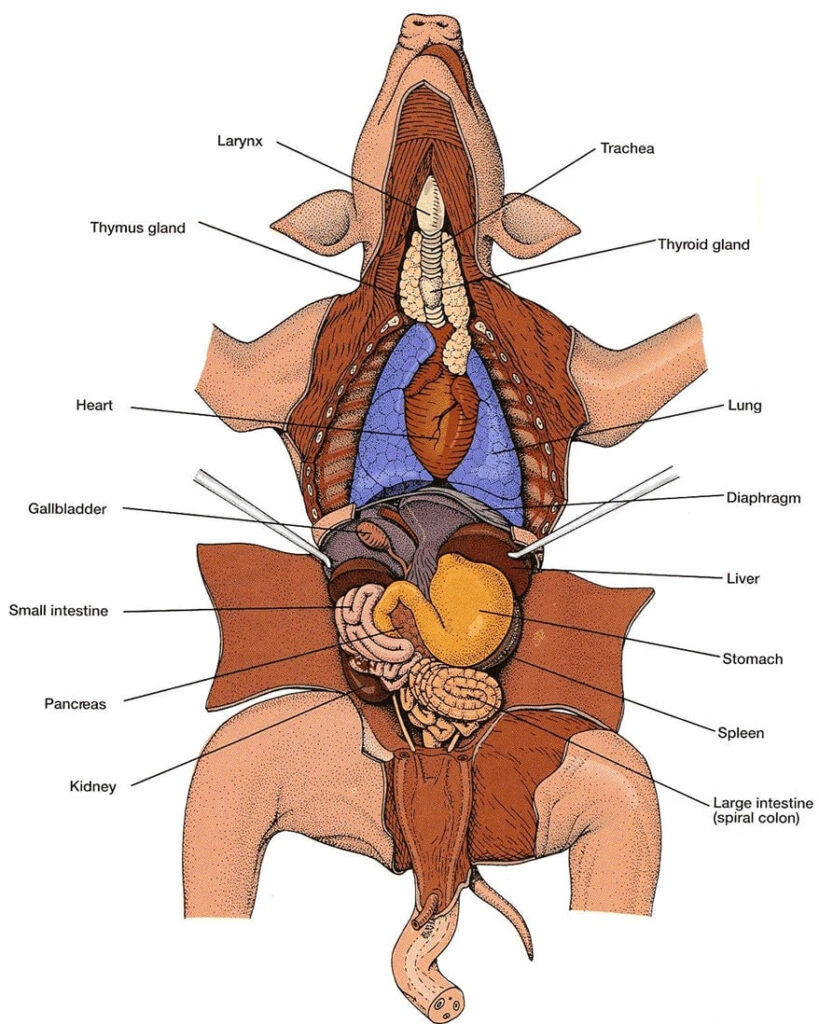 Fetal Pig Dissection Lab Answers SchoolWorkHelper