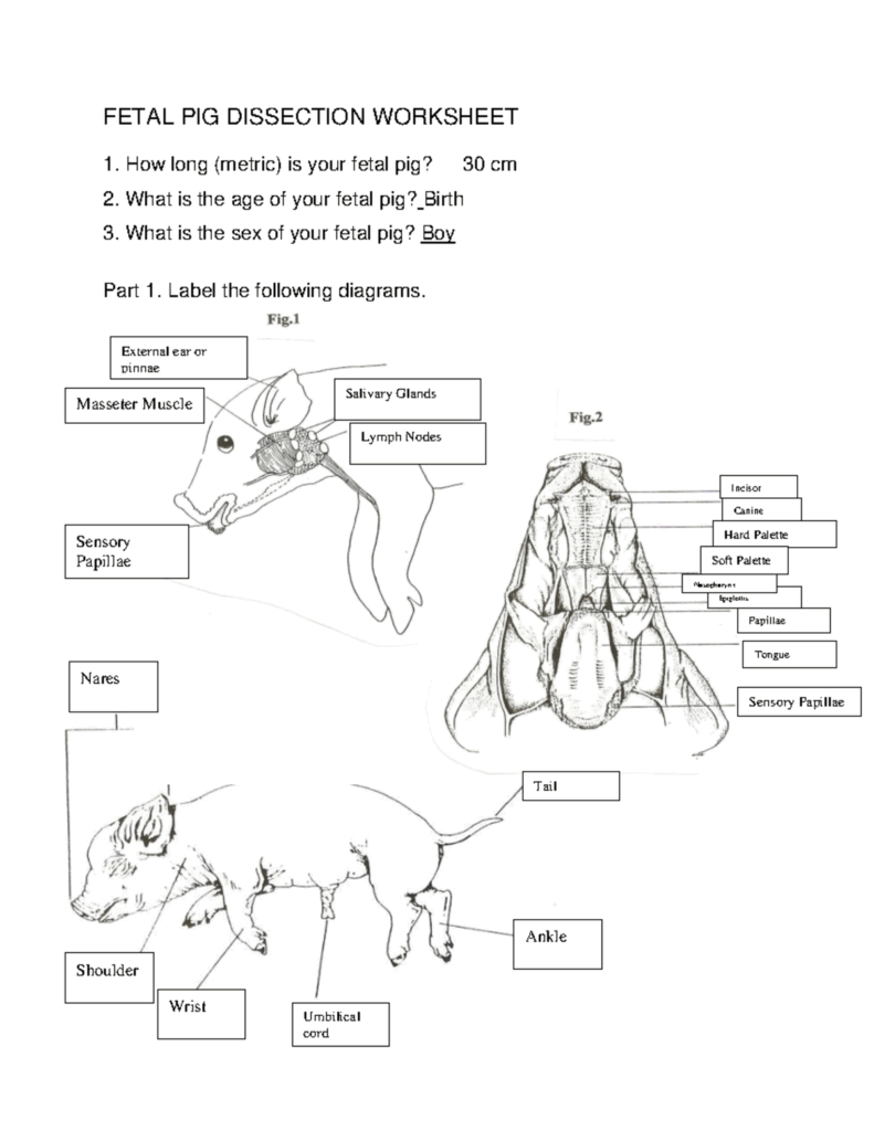 Fetal Pig Dissection Worksheet Anatomy And Labeling Guide Studocu