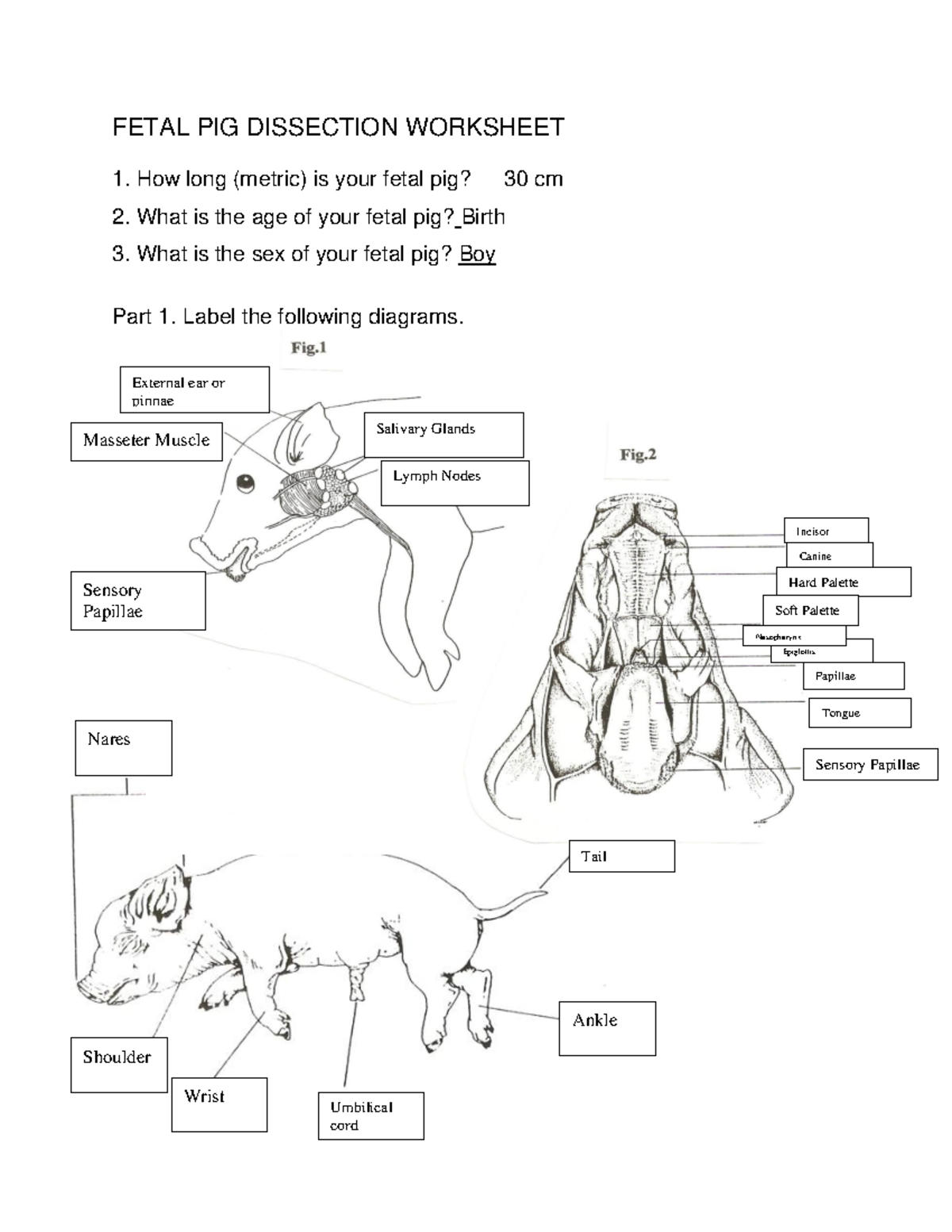 Fetal Pig Dissection Worksheet Anatomy And Labeling Guide Studocu