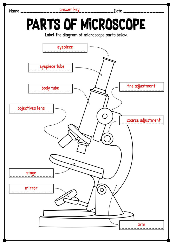 Free Microscope Worksheets For Simple Science Fun For Your Students