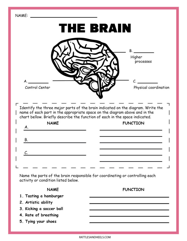 Free Science Worksheets The Nervous System Adanna Dill