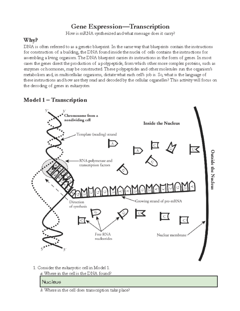 Gene Expression Transcription Worksheet Gene Synthesis Study Studocu
