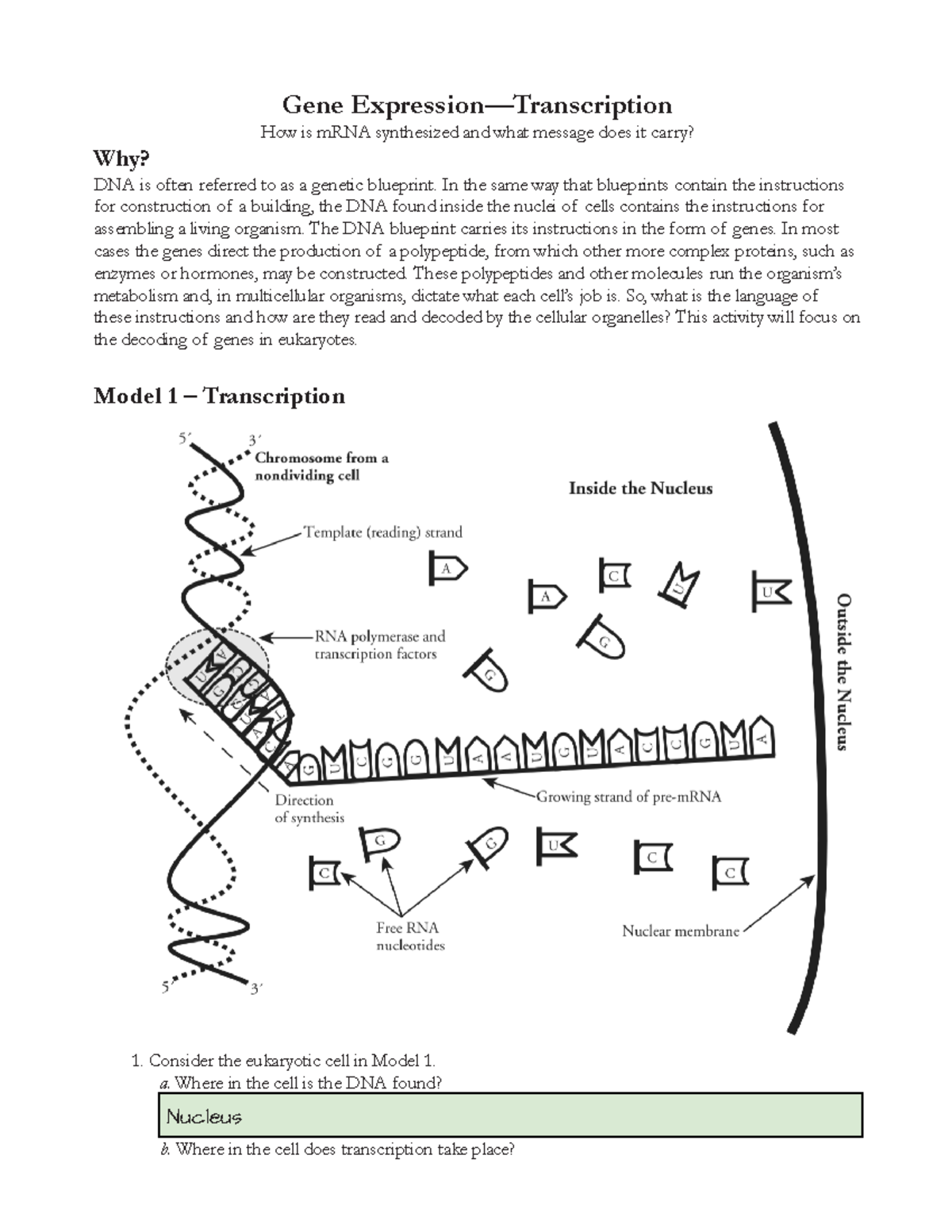 Gene Expression Transcription Worksheet Gene Synthesis Study Studocu