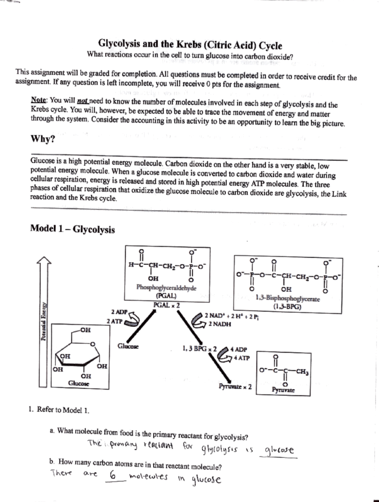 Glycolysis And Krebs Cycle Worksheet Cellular Respiration Study Guide Studocu Glycolysis And Krebs Cycle Worksheet Cellular Respiration Study Guide Studocu