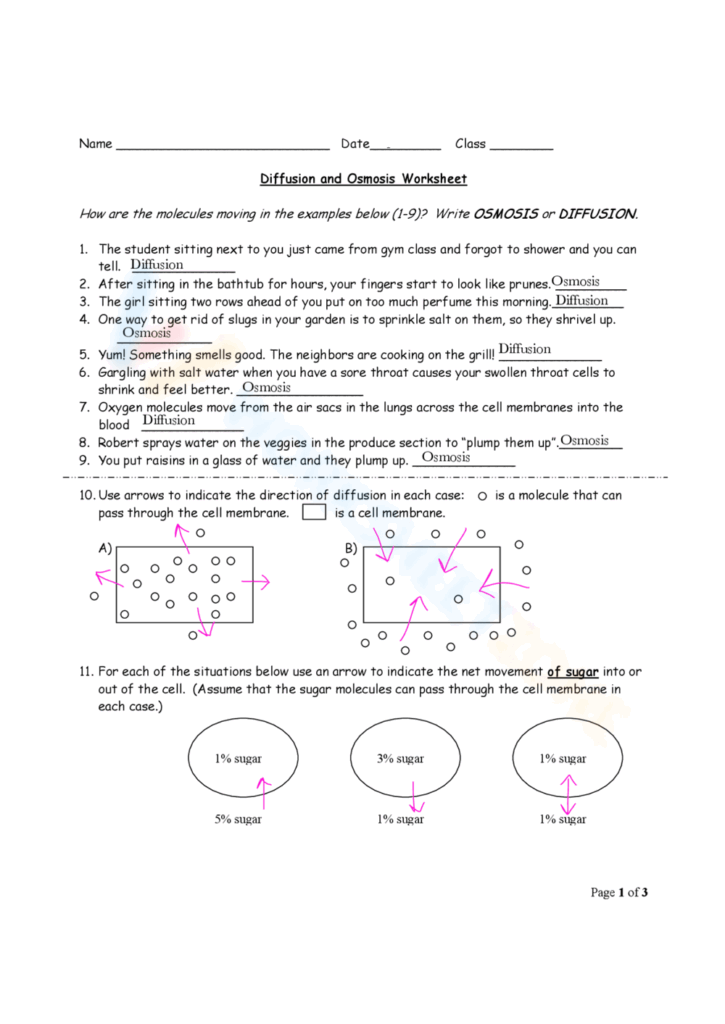 Grade 8 Diffusion And Osmosis Worksheets