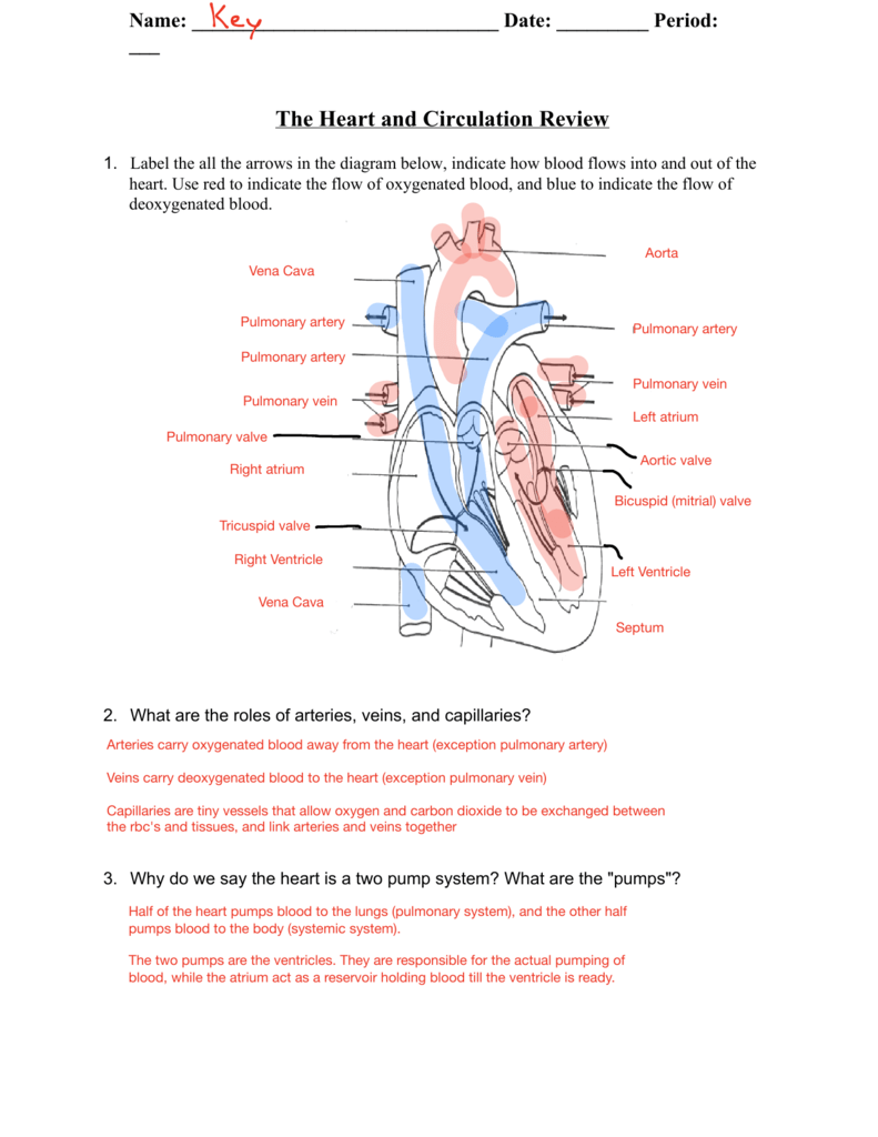 Heart Circulation Review Worksheet High School Biology