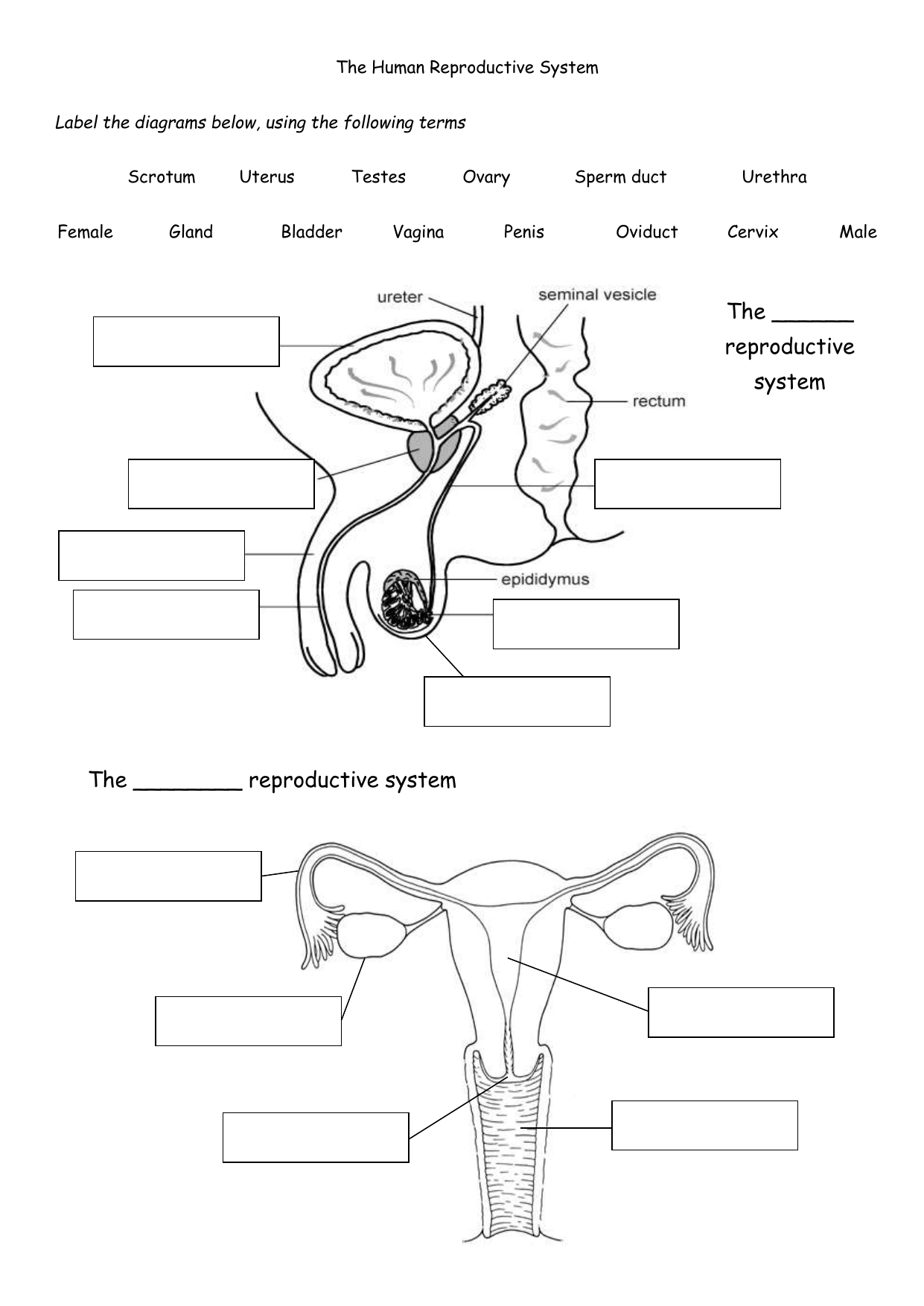 Human Reproductive System Worksheet