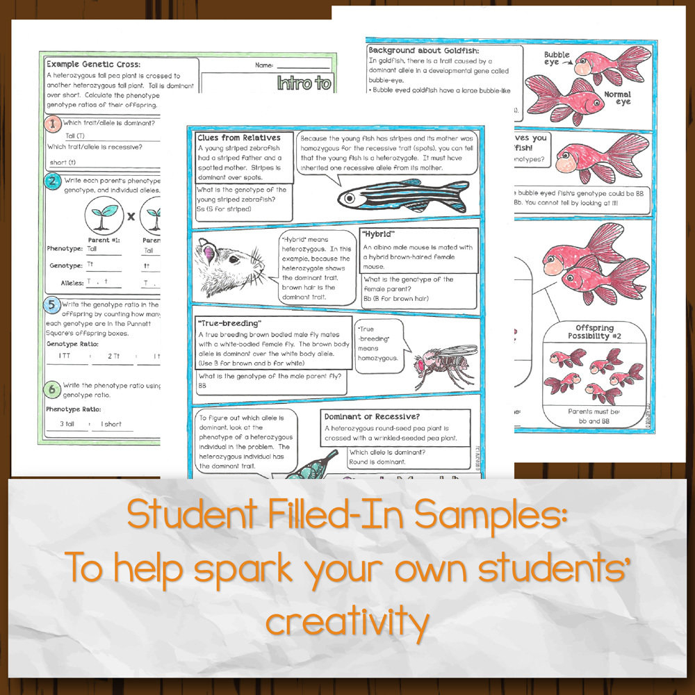 Intro To Punnett Squares Doodle Diagrams