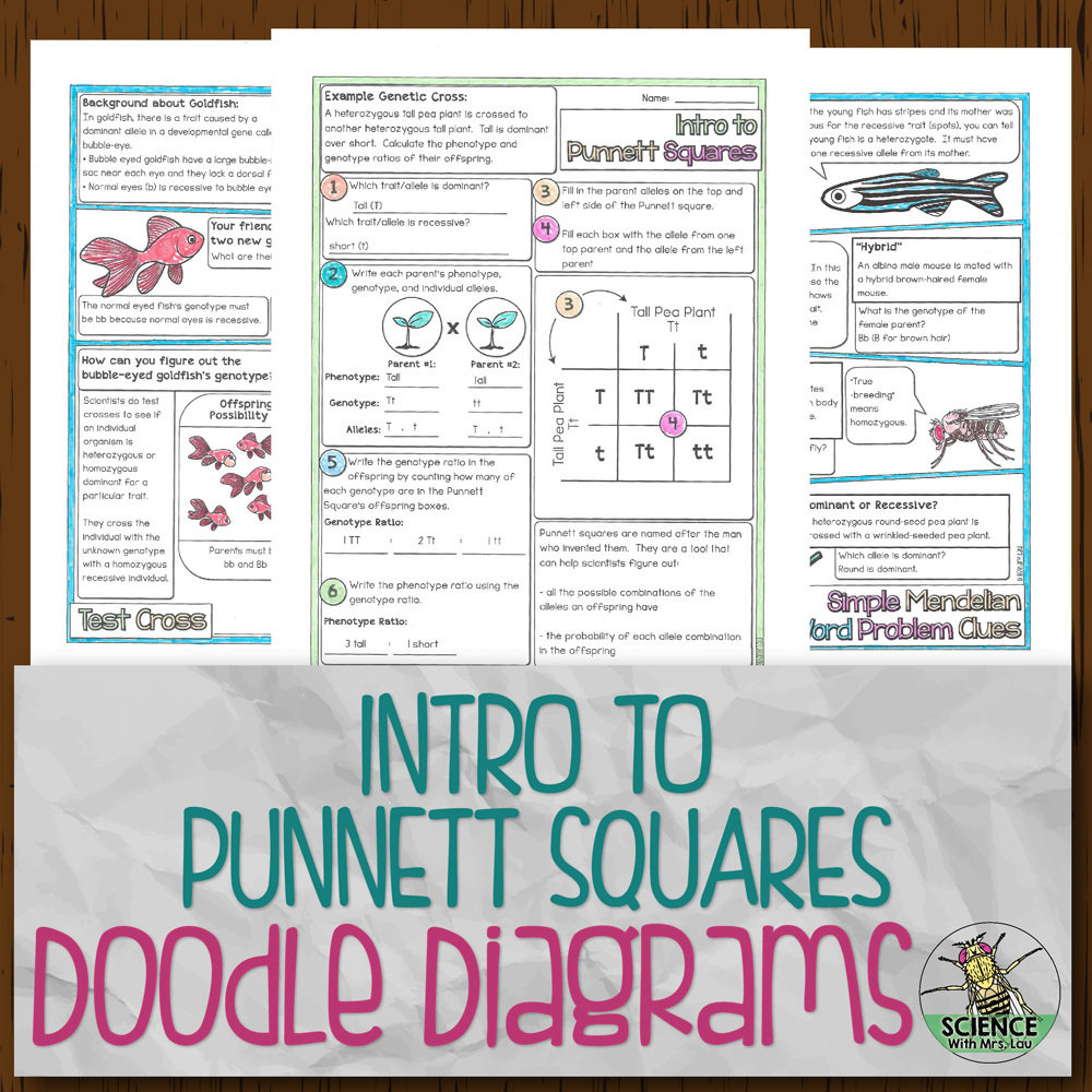 Intro To Punnett Squares Doodle Diagrams