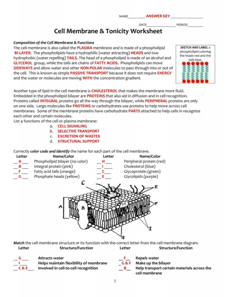 KEY Cell Membrane And Tonicity Worksheet pdf KEY Cell Membrane And Tonicity Worksheet pdf
