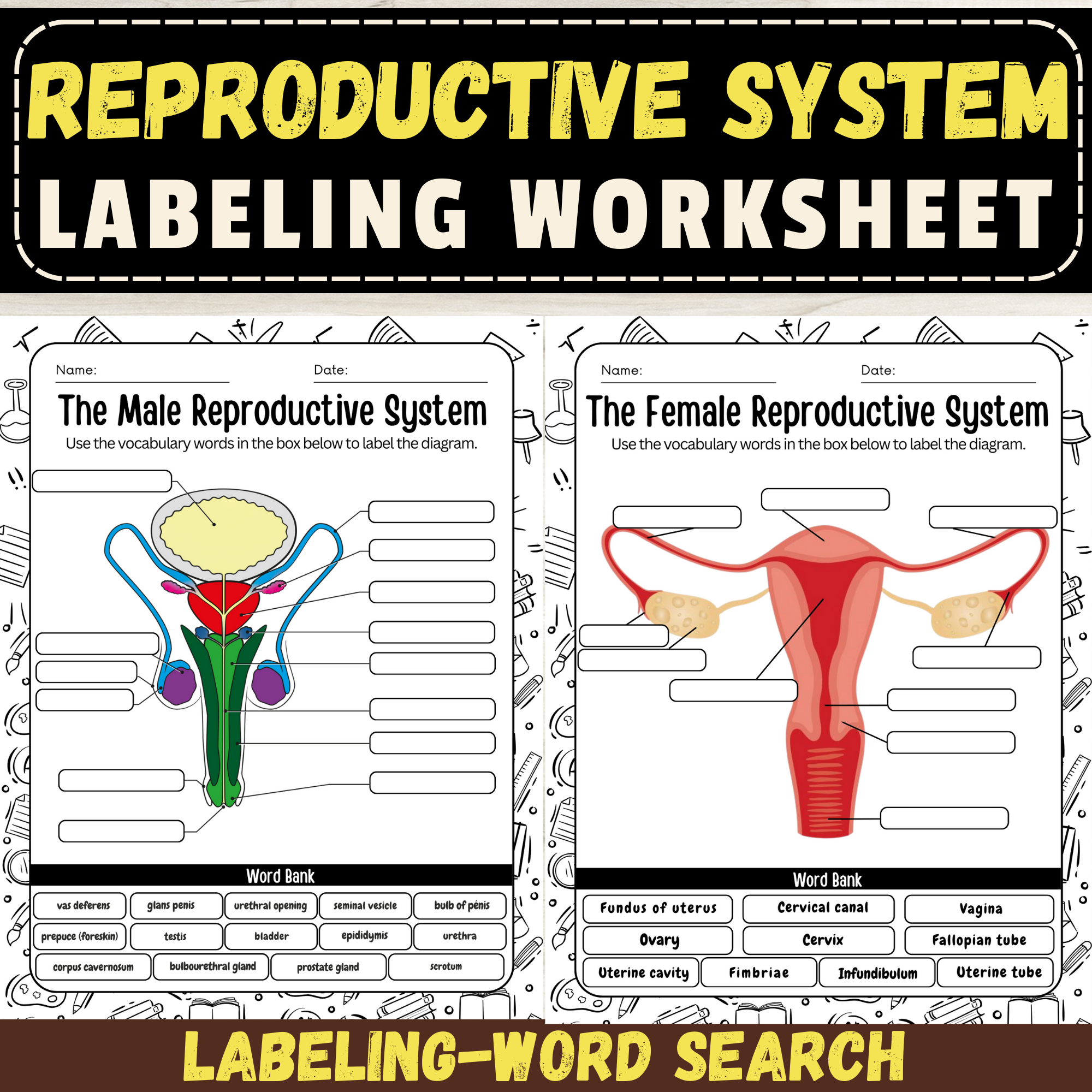 Label The Male And Female Reproductive System Worksheet Explore Human Reproductive Anatomy Made By Teachers