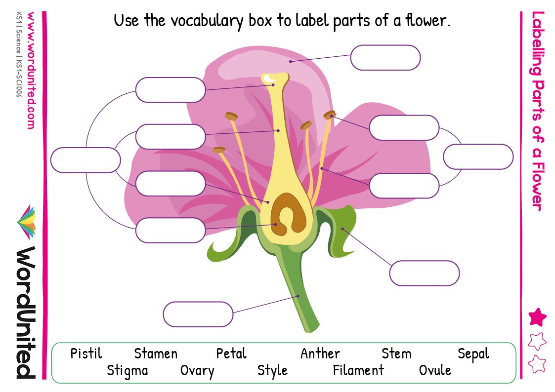 Labelling Parts Of A Flower WordUnited