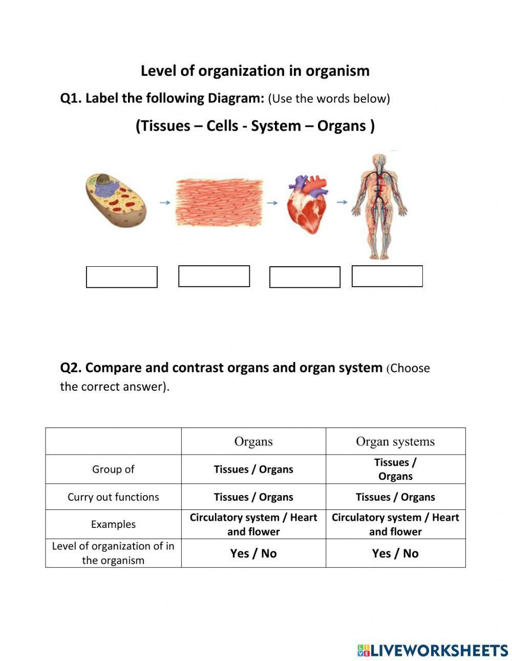 Level Of Organization In Organism Worksheet Worksheets Library