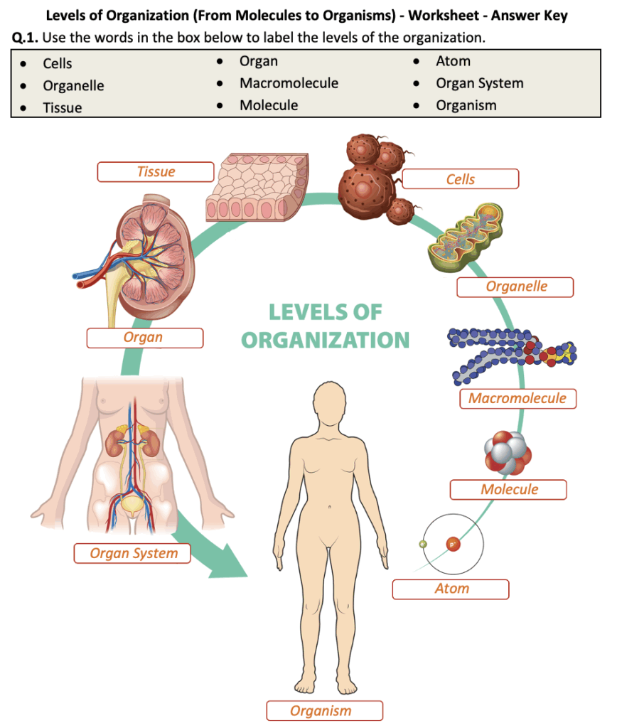 Levels Of Organization From Molecules To Organisms Worksheet Printable And Distance Learning Teaching Resources