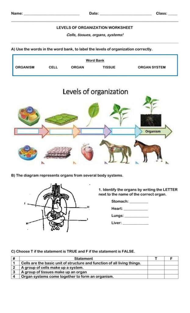 Levels Of Organization Interactive Worksheet Worksheets Library