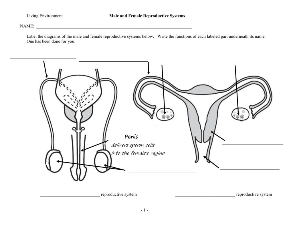 Male Female Reproductive Systems Worksheet