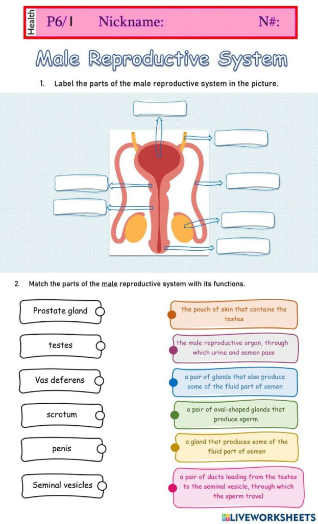 Male Reproductive System Online Activity For Grade 6