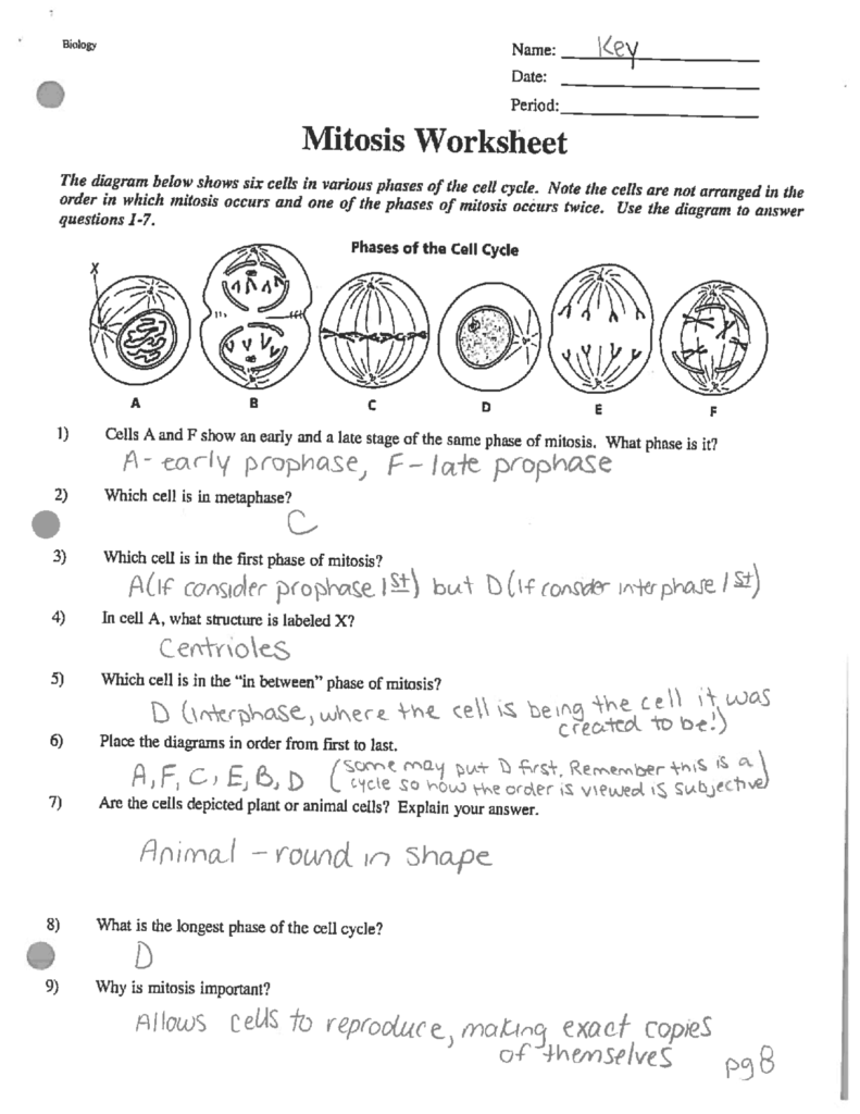 Mitosis Worksheet Answer Key Honors Biology Exercises Cell Worksheets Library Mitosis Worksheet Answer Key Honors Biology Exercises Cell Worksheets Library