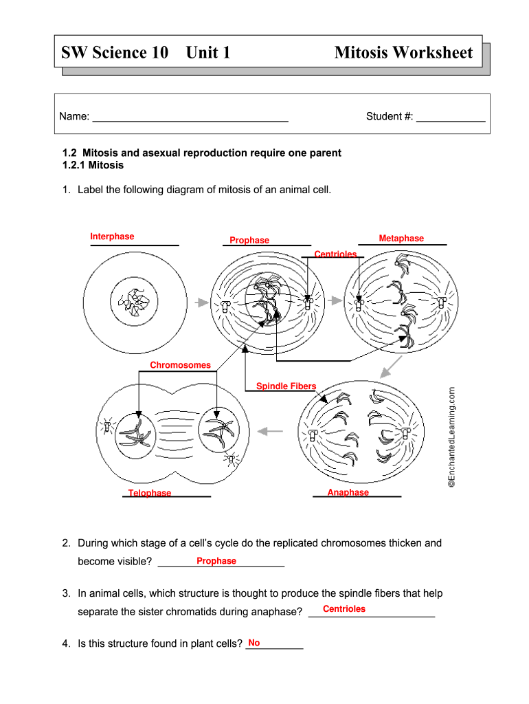 Mitosis Worksheet Fill Out Sign Online DocHub Mitosis Worksheet Fill Out Sign Online DocHub