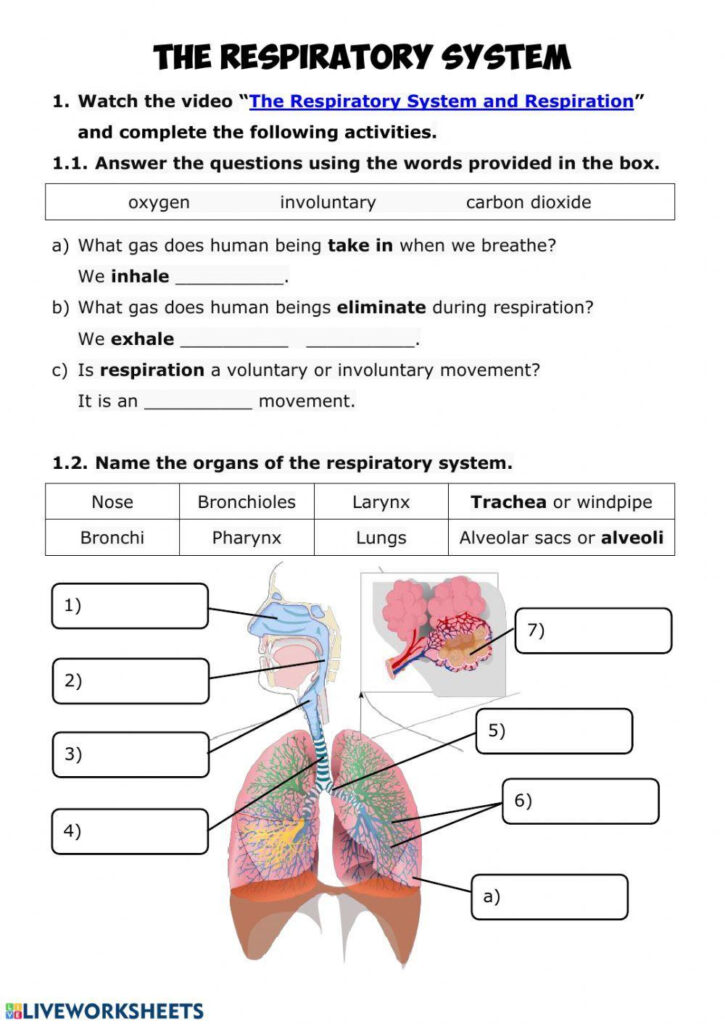 NUTRITION 3 Respiratory System Worksheet Worksheets Library