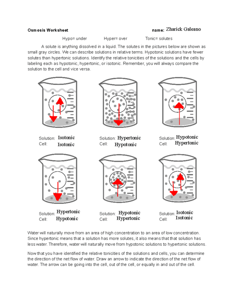 Osmosis Worksheet 2 Understanding Tonicity In Solutions And Cells Studocu