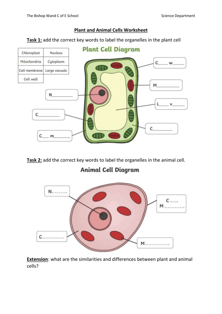 Plant Animal Cells Worksheet Labeling Comparison Plant Animal Cells Worksheet Labeling Comparison