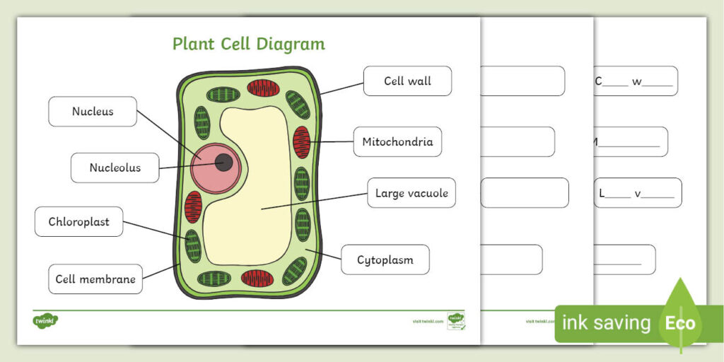 Plant Cell Diagram Worksheets Plant Cell Diagram Worksheets