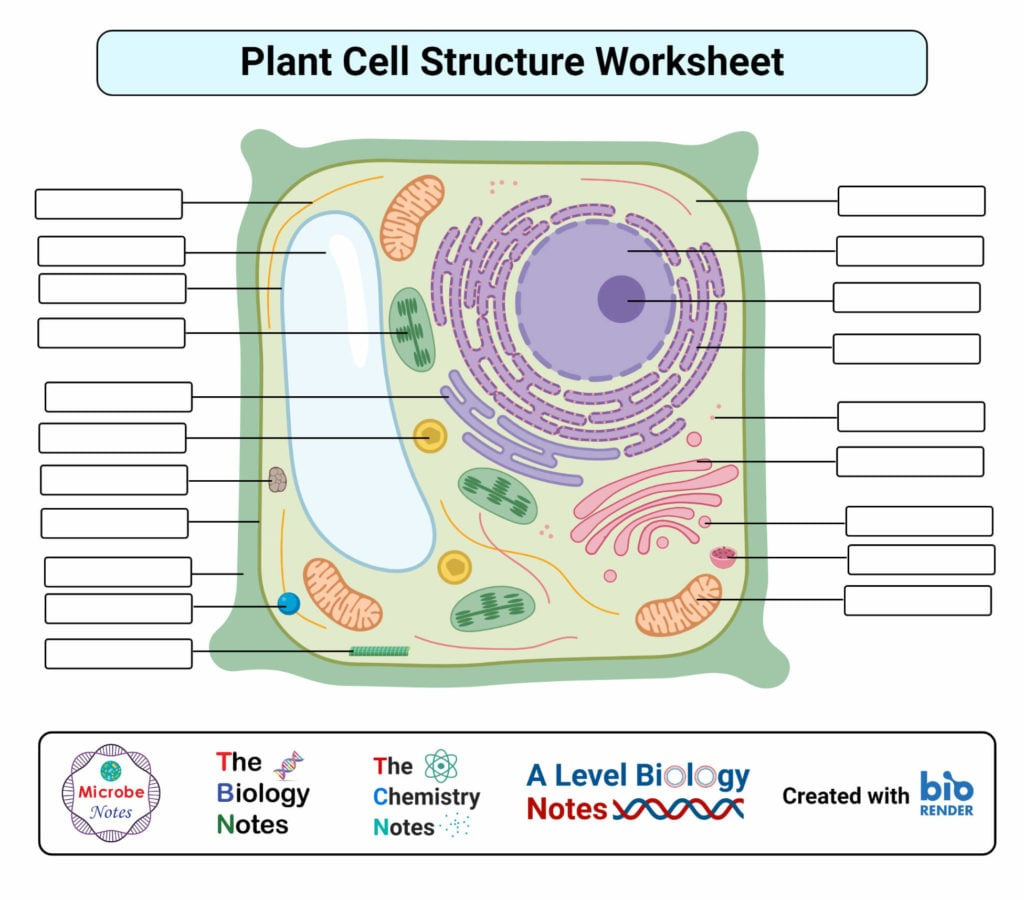 Plant Cell Structure Parts Functions Labeled Diagram Plant Cell Structure Parts Functions Labeled Diagram
