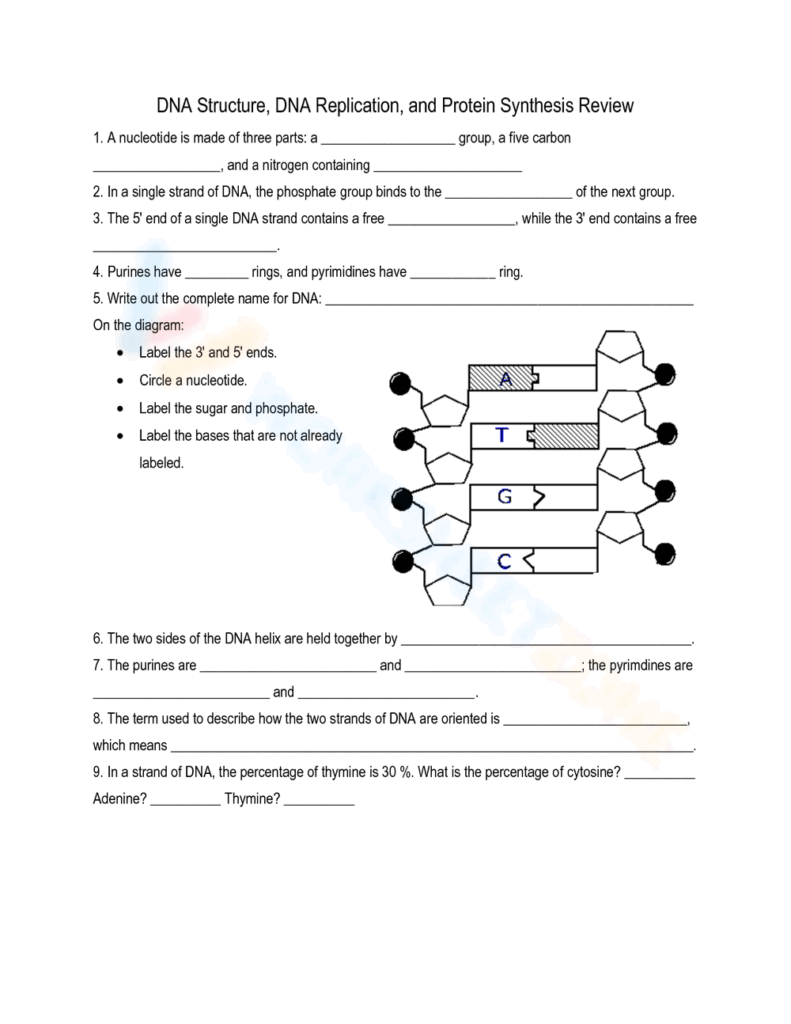 Printable Dna Structure And Replication Worksheets