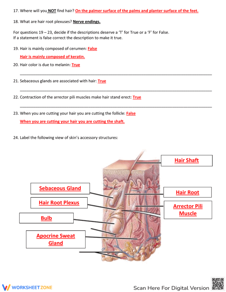 Printable Integumentary System Review Worksheets Download