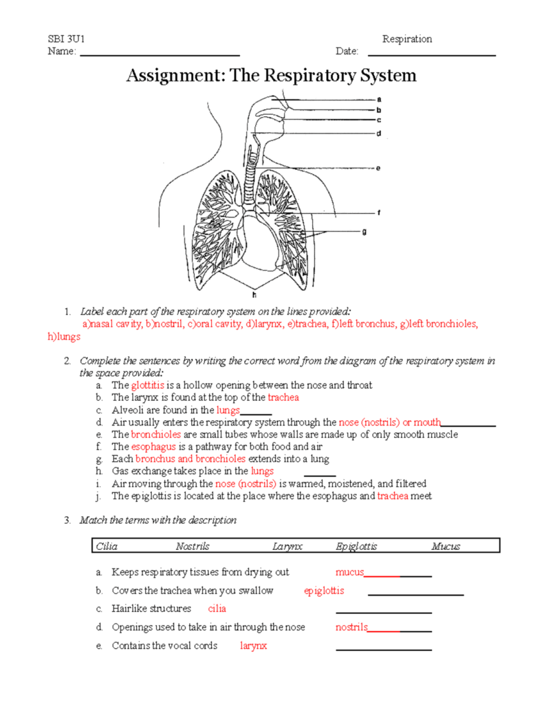 Respiratory System Worksheet Assignment Biology 101 Studocu