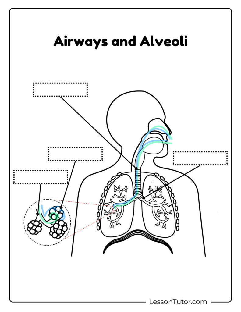 Respiratory System Worksheets Free Coloring Pages PDF Printables And Worksheets Lesson Tutor
