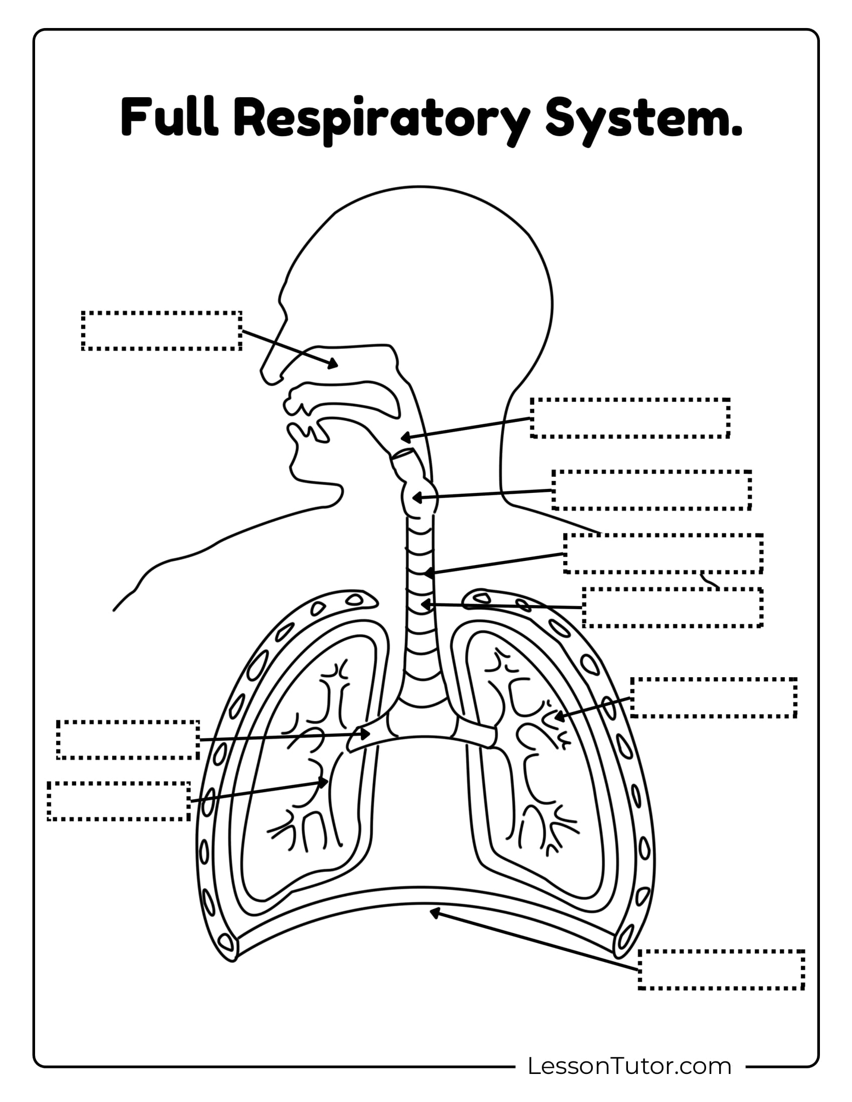 Respiratory System Worksheets Free Coloring Pages PDF Printables And Worksheets Lesson Tutor