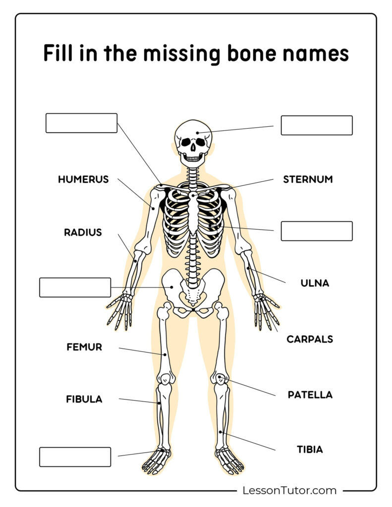 Skeleton System Worksheets Free Coloring Pages PDF Printables And Worksheets Lesson Tutor