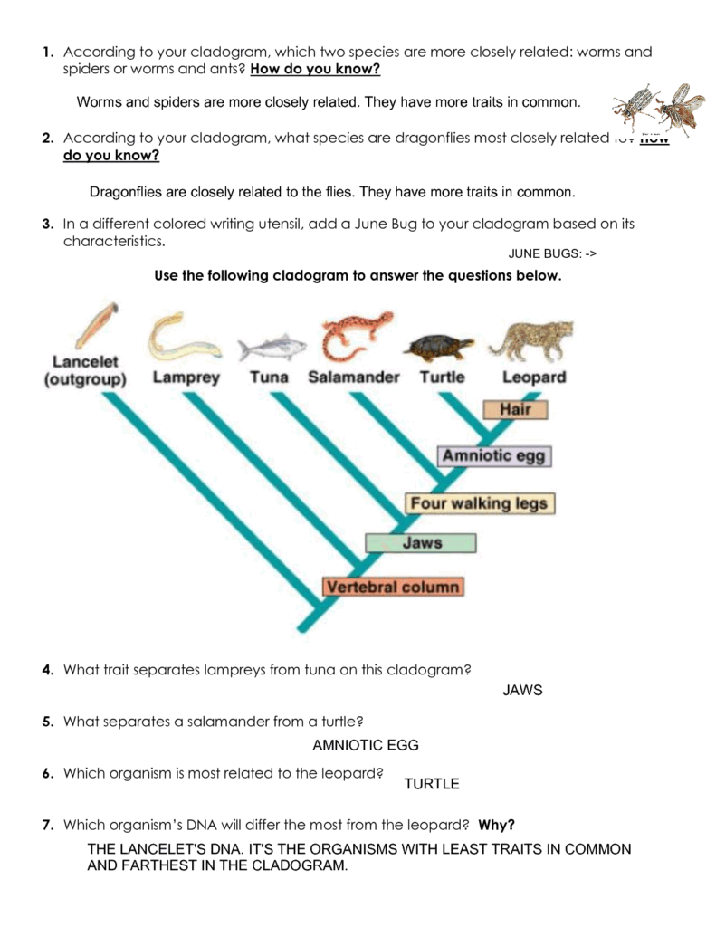 SOLUTION Cladogram Worksheet Practice Key Studypool Worksheets Library