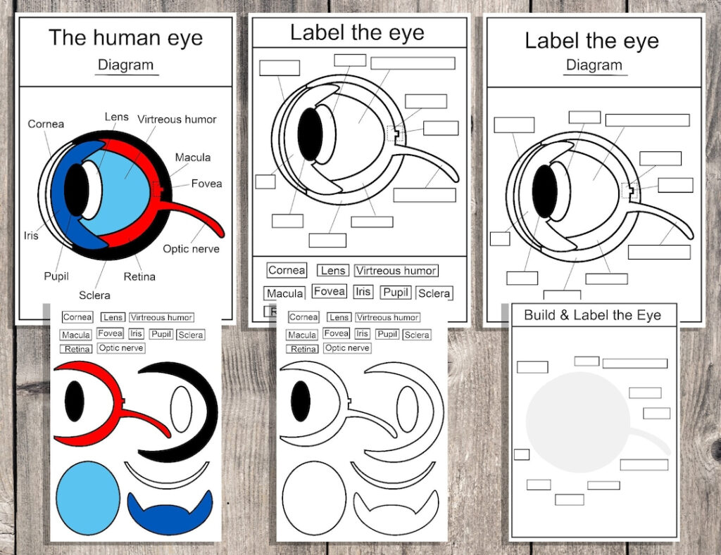 The Human Eye Build And Label The Eye Biology Human Anatomy Poster Eye Anatomy Labeling Diagram Etsy
